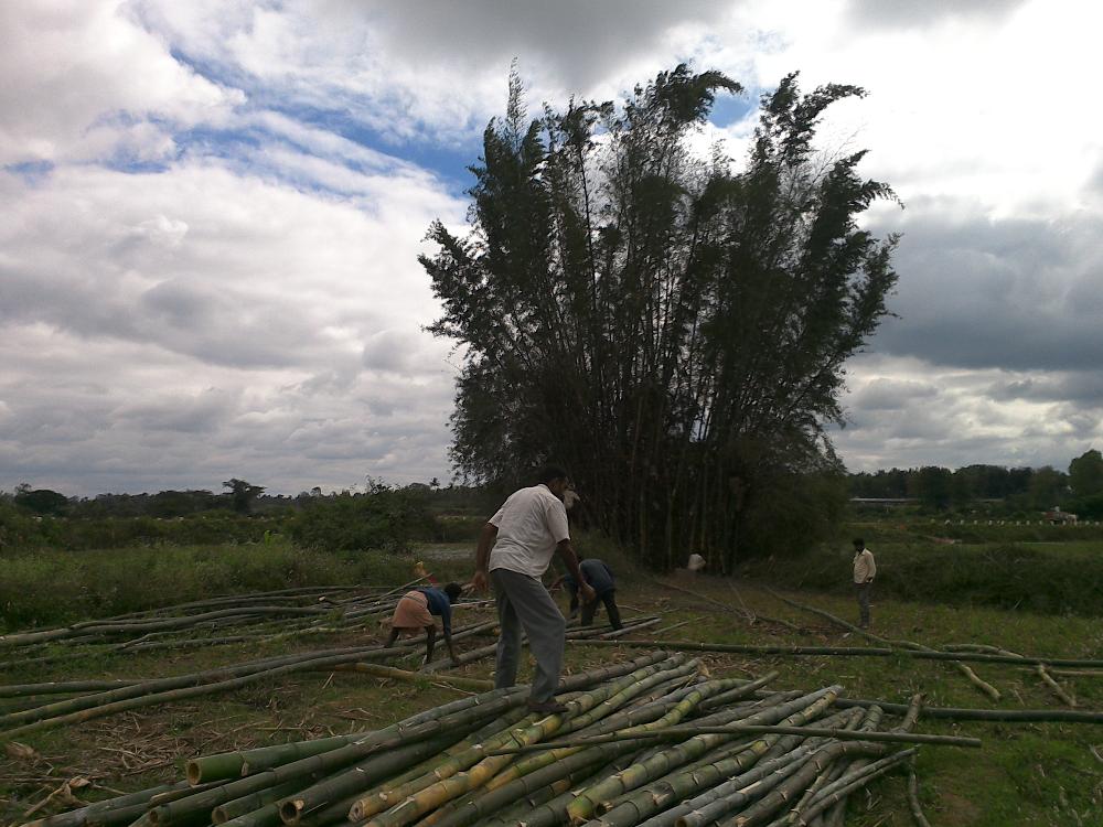 Bamboo plantation in Mysore district