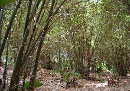 Bamboo plantation